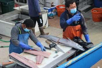 200701-san-diego-fishermen-seafood-pier-to-plate-market-coronavirus-local-seafood-credit-mark-armao-3-sheepshead-rockfish-350x233-2994991