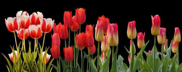 tulip-3024741_1920-7187017