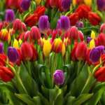 tulips-4564795_1920-7930207