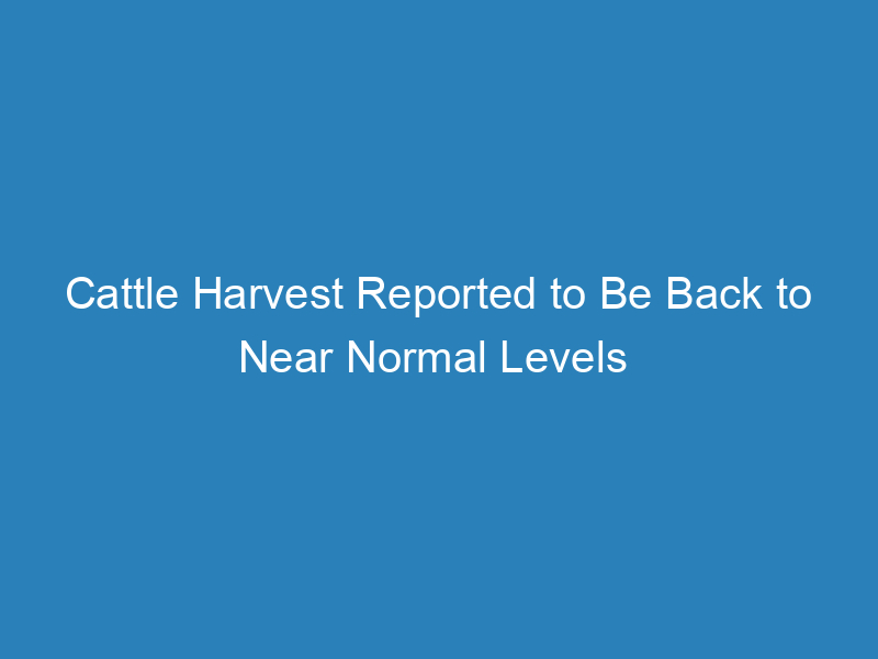 cattle-harvest-reported-to-be-back-to-near-normal-levels