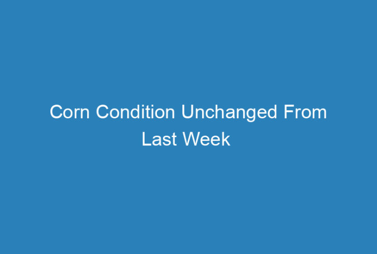 corn-condition-unchanged-from-last-week