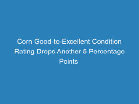 corn-good-to-excellent-condition-rating-drops-another-5-percentage-points