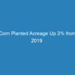 corn-planted-acreage-up-3-from-2019