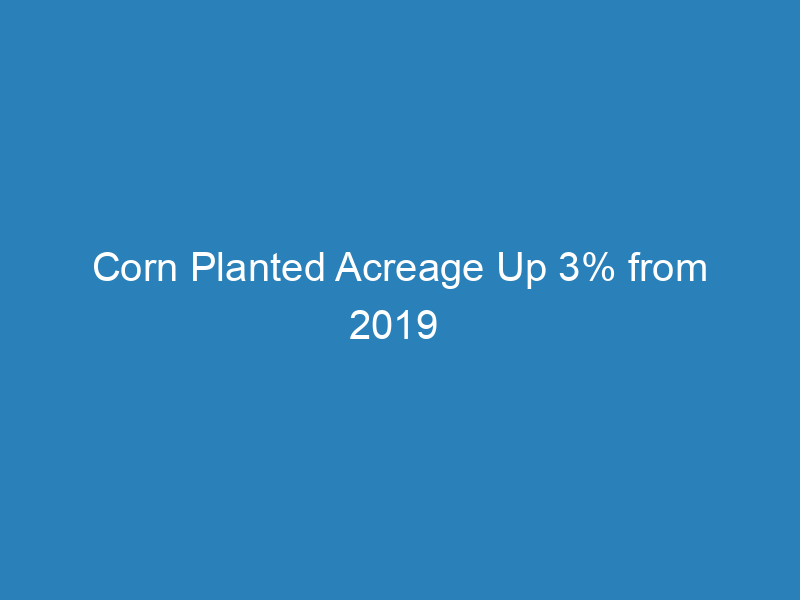 corn-planted-acreage-up-3-from-2019