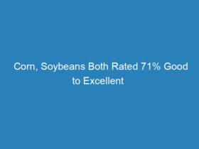corn-soybeans-both-rated-71-good-to-excellent
