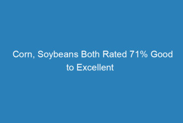corn-soybeans-both-rated-71-good-to-excellent