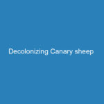 decolonizing-canary-sheep