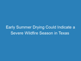early-summer-drying-could-indicate-a-severe-wildfire-season-in-texas