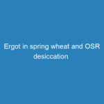 ergot-in-spring-wheat-and-osr-desiccation