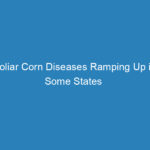 foliar-corn-diseases-ramping-up-in-some-states