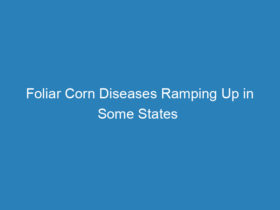 foliar-corn-diseases-ramping-up-in-some-states