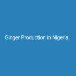 ginger-production-in-nigeria