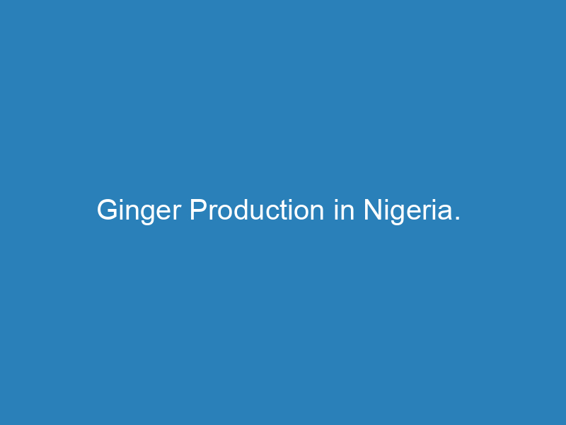 ginger-production-in-nigeria
