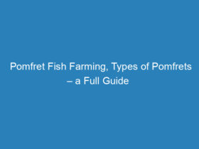 pomfret-fish-farming-types-of-pomfrets-a-full-guide