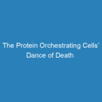 the-protein-orchestrating-cells-dance-of-death