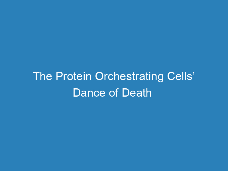 the-protein-orchestrating-cells-dance-of-death