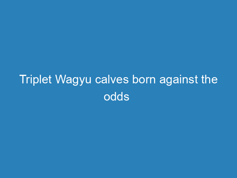 triplet-wagyu-calves-born-against-the-odds