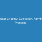 water-chestnut-cultivation-farming-practices