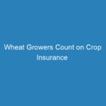 wheat-growers-count-on-crop-insurance