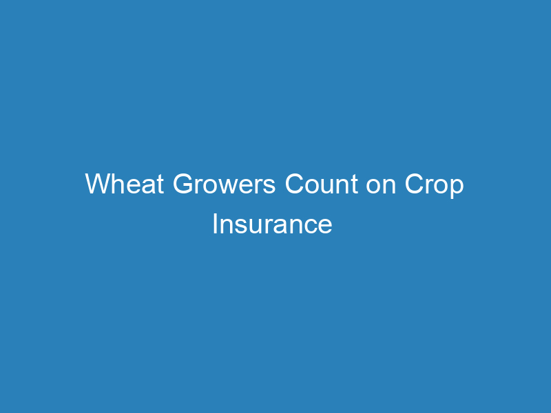 wheat-growers-count-on-crop-insurance