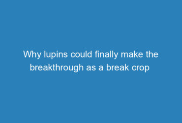 why-lupins-could-finally-make-the-breakthrough-as-a-break-crop