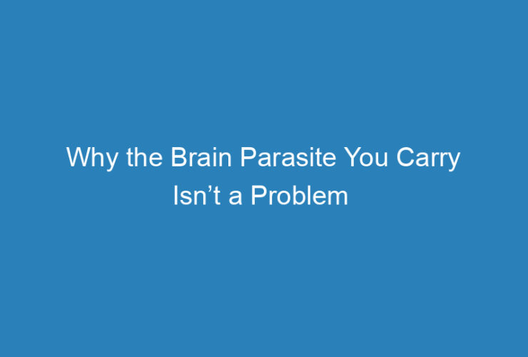 why-the-brain-parasite-you-carry-isnt-a-problem